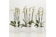 Phalaenopsis wit 4 tak in wit keramiek 