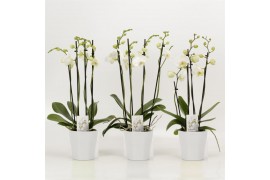 Phalaenopsis wit 4 tak in wit keramiek