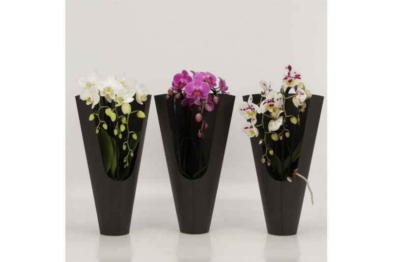 Phalaenopsis cascade triboga mix 3 tak in zwarte koker 