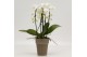 Phalaenopsis cascade triboga wit 3 tak in megane grijs pot 