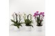 Phalaenopsis cascade quattroboga mix 4 tak in luxe pot gaia 