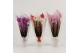 Phalaenopsis elegant cascade 2 tak duoboga mix in ceta luxury koker 