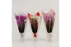 Phalaenopsis elegant cascade 2 tak duoboga mix in ceta luxury koker