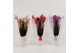 Phalaenopsis elegant cascade 3 tak triboga mix in ceta luxury koker 
