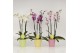 Phalaenopsis mix Phalaenopsis 4 tak gemengd in voorjaars keramiek met  
