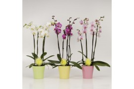 Phalaenopsis mix Phalaenopsis 4 tak gemengd in voorjaars keramiek met 