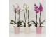 Phalaenopsis mix 3 tak in Valentijn pastel keramiek 