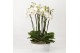 Phalaenopsis wit 12 tak in luxe schaal wit 