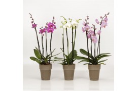 Phalaenopsis mix 4 tak in megane grijs pot