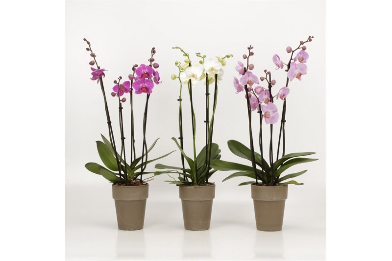 Phalaenopsis mix 4 tak in megane grijs pot 
