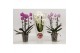 Phalaenopsis elegant cascade 2 tak Duoboga gemengd in Valentijn koker 