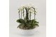 Phalaenopsis elegant cascade 6 tak Sixboga wit in schaal sena 