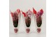 Phalaenopsis elegant cascade 1 tak Unoboga gemengd Luxury Valentines d 