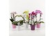 Phalaenopsis 2 tak Shapes mix in roze/wit/paars keramiek 
