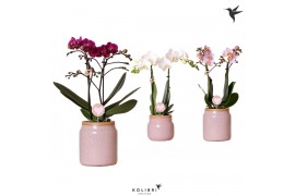 Phalaenopsis multiflora love 2 tak in vintage pot pink kolibri orchids