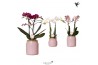 Phalaenopsis multiflora love 2 tak in vintage pot pink kolibri orchids