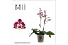 Phalaenopsis multiflora paars 2 tak rosado mimesis