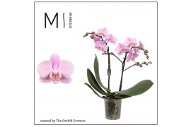Phalaenopsis multiflora beaution 2 tak mimesis
