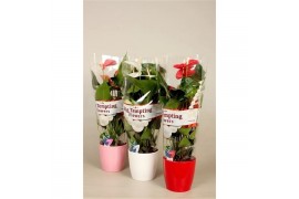 Anthurium andr. mix 6+ in keramiek