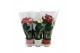 Anthurium andr. mix 6+ in keramiek 