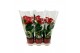 Anthurium andr. madural 6+ keramiek rood 