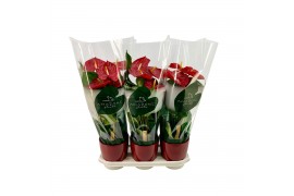 Anthurium andr. madural 6+ keramiek rood