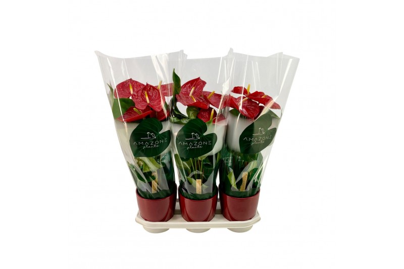 Anthurium andr. madural 6+ keramiek rood 