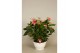 Anthurium andr. pandola 10+ schaal 