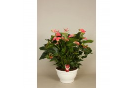 Anthurium andr. pandola 10+ schaal