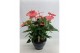 Anthurium andr. pandola 10+ schaal 