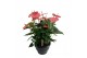 Anthurium andr. pandola 10+ schaal 