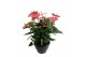 Anthurium andr. pandola 10+ schaal 