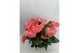 Anthurium andr. pandola 10+ schaal 
