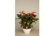Anthurium andr. alabama 10+ schaal 