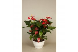 Anthurium andr. alabama 10+ schaal