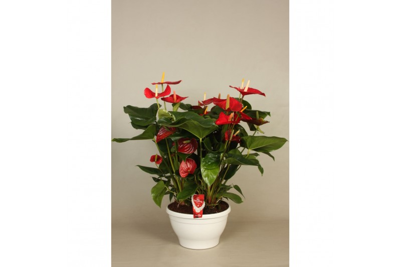 Anthurium andr. alabama 10+ schaal 