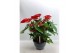 Anthurium andr. alabama 10+ schaal 