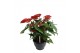 Anthurium andr. alabama 10+ schaal 