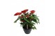 Anthurium andr. alabama 10+ schaal 