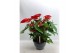 Anthurium andr. alabama 10+ schaal 