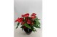 Anthurium andr. alabama 10+ schaal 