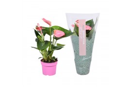 Anthurium andr. sweet dream Just perfection® (XL-Flowers)
