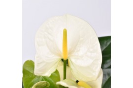 Anthurium andr. sharade white Just perfection® (XL-Flowers)
