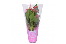 Anthurium andr. sweet dream MoreLIPS® in ShowHoes