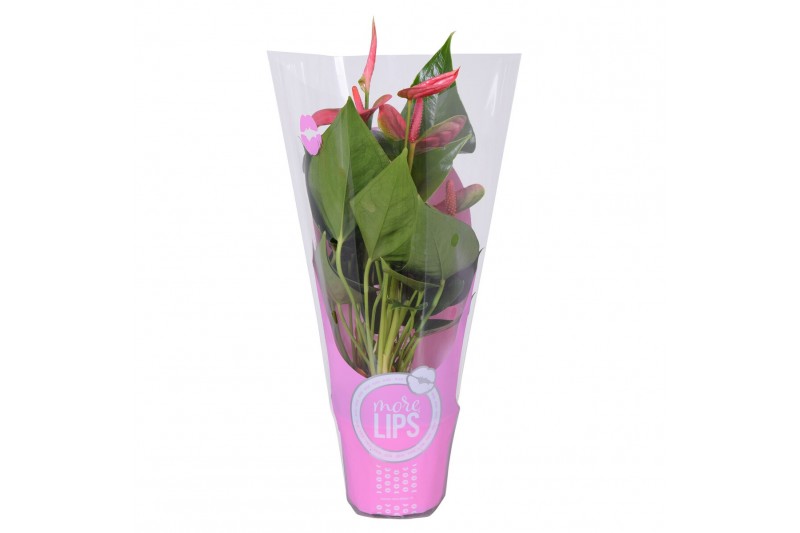 Anthurium andr. sweet dream MoreLIPS® in ShowHoes 