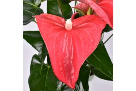 Anthurium andr. maine just perfection xl-flowers
