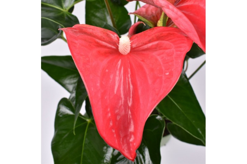 Anthurium andr. maine just perfection xl-flowers 