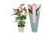 Anthurium andr. maine just perfection xl-flowers 