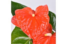 Anthurium andr. atlas Just perfection® (XL-Flowers)