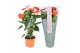Anthurium andr. atlas Just perfection® (XL-Flowers) 
